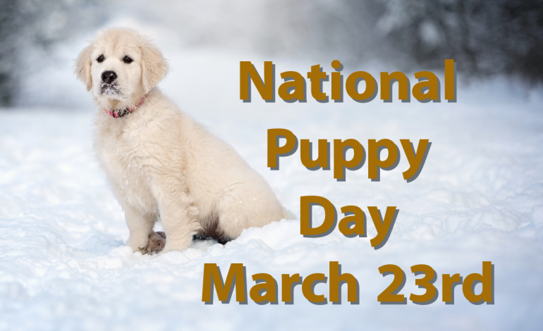 NATIONAL PUPPY DAY | HAPPY NATIONAL PUPPY DAY 2022