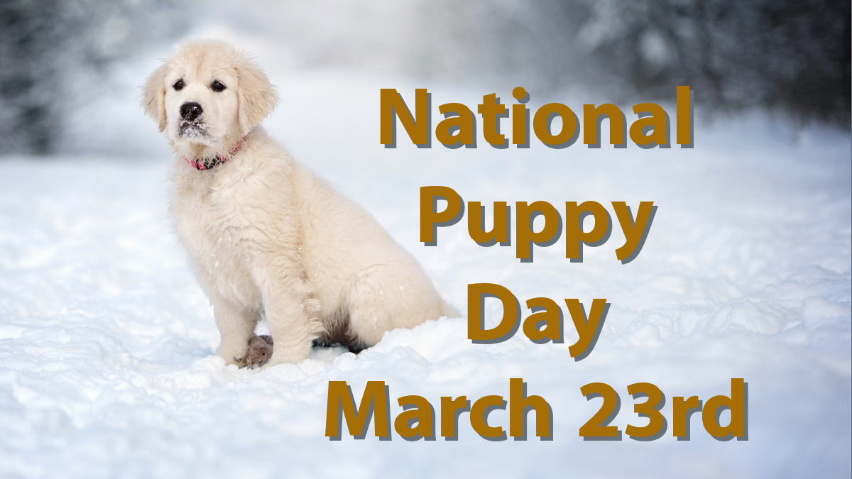 NATIONAL PUPPY DAY | HAPPY NATIONAL PUPPY DAY 2022